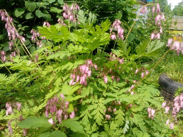 фотография из вКонтакте