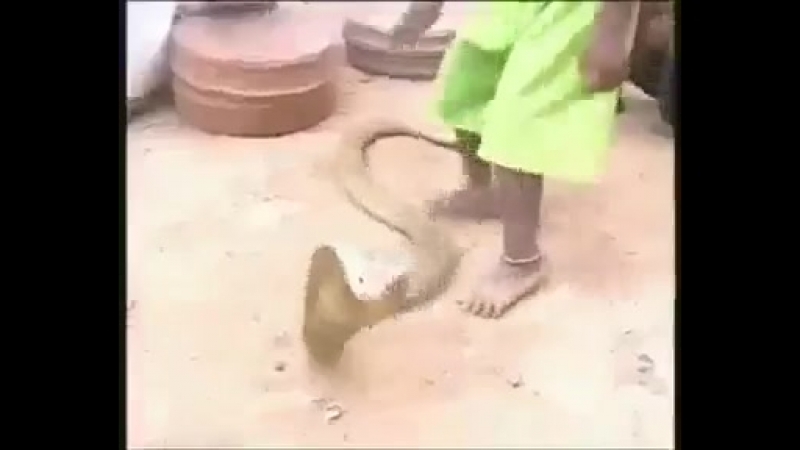 У индусов свои домашние зверушки