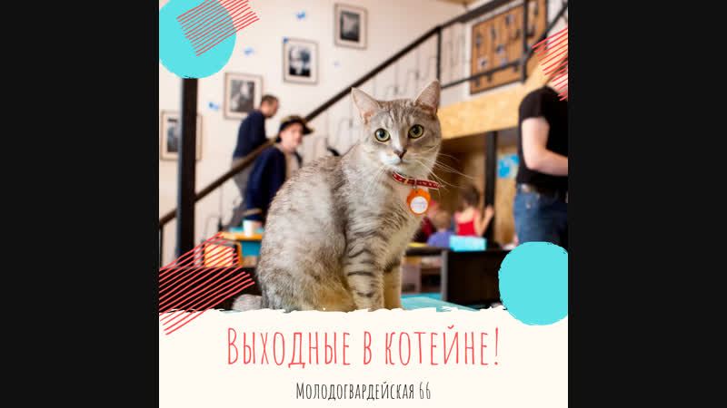 Выходные в котейне
