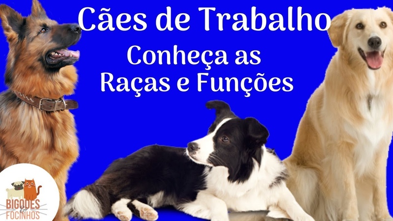 Cães de Trabalho - Raças e Funções