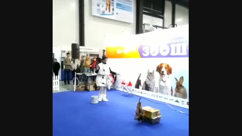VID_98060328_150822_385.mp4