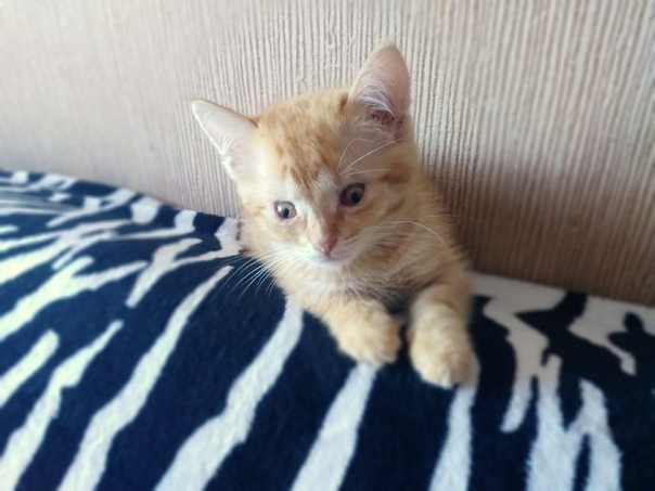 Очаровательный малыш, рожденный на улице и обреченный на сме