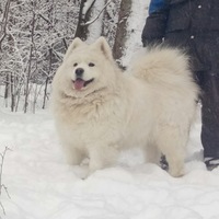 Людмила Шахова | 