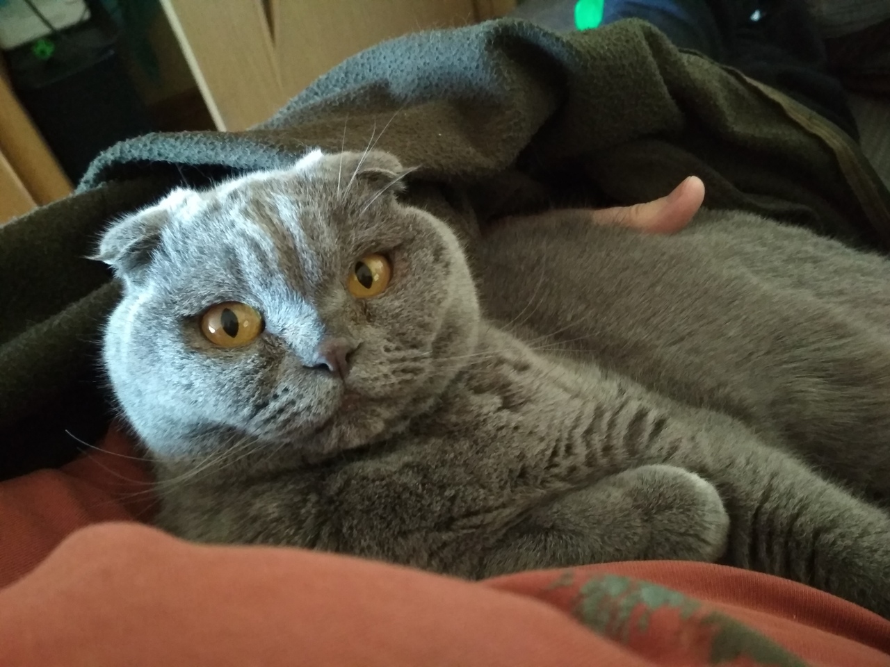 Кошки в нашей жизни. Кошки и все, что с ними связано.