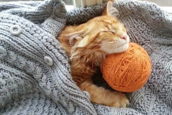 Кошки в нашей жизни. Кошки и все, что с ними связано.