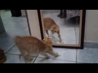 Котэ обкакался со страху