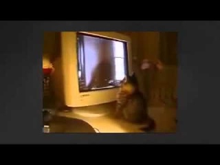 МОИ ЗАБАВНЫЕ ЖИВОТНЫЕ Любитель смотреть телевизор