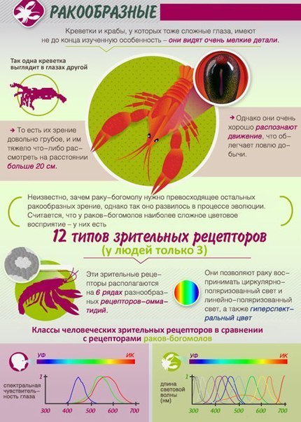 Как животные видят мир. Большинство млекопитающих не отличают красный цвет от зеленого. Они давно утратили эту способность, присущую птицам, рыбам и рептилиям. Ведь их далекие предки, населявшие