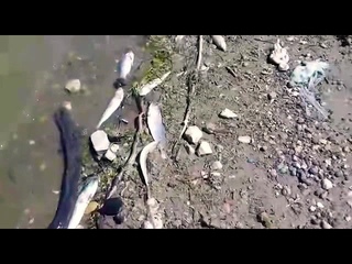 Мертвая рыба! Астрахань 23.06.2018