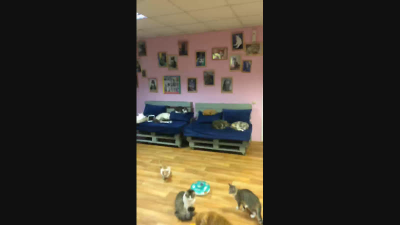 Live Котокафе КОТейня Дзержинск