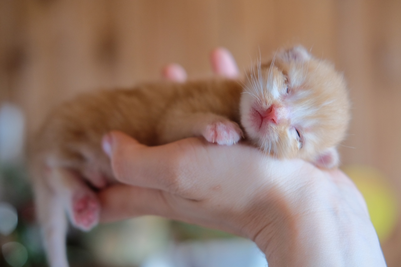 Лапу котенок сосет