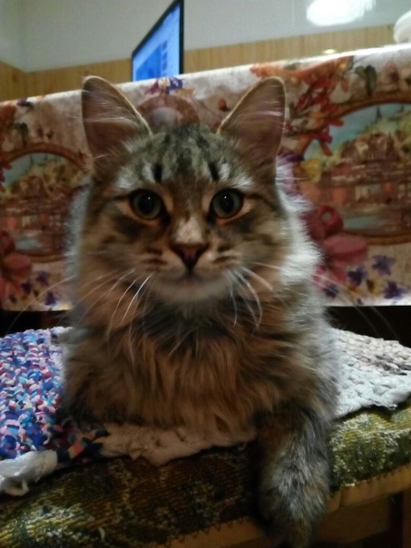 МАКС: 5 мес. Дружелюбный, игривый, здоровый, контактный. Лот