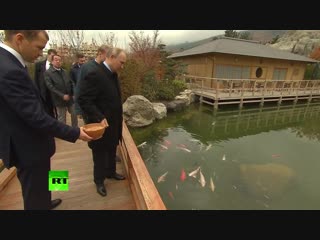 Путин в Ялте покормил карпов