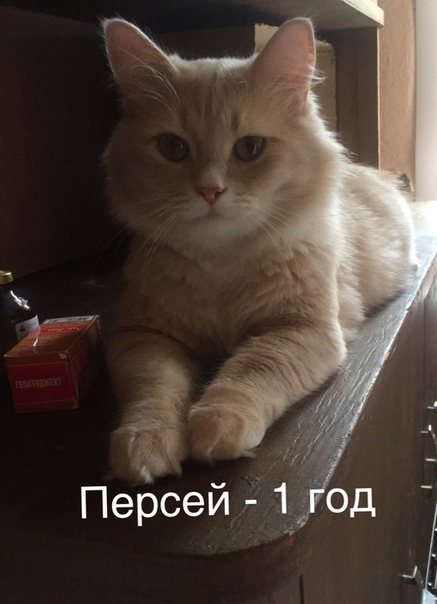 Замечательная котосемейка ищет добрые ручки! Все хвостики зд