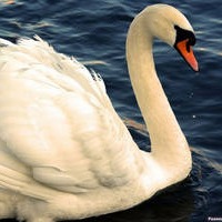 Дмитрий Нефедов | Струги Красные