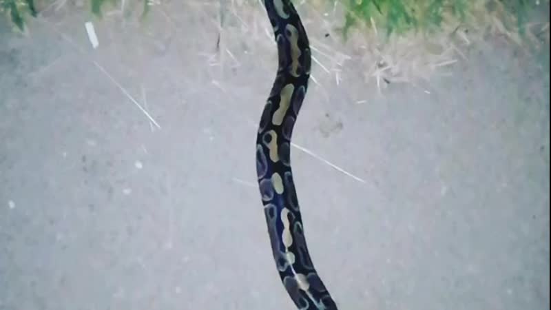 VID_24631124_041349_387.mp4
