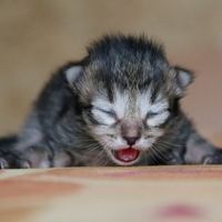 Настя Ивлеева