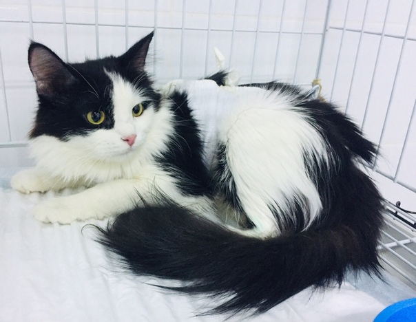 Смотрите какая шикарная киса ищет дом!!! Это стерилизованная