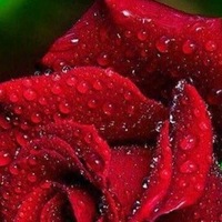 Елена Котик | Прокопьевск