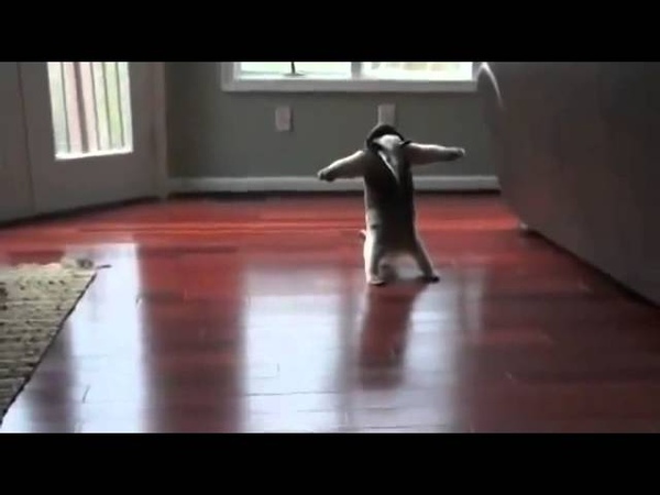 Thuglife anteater short