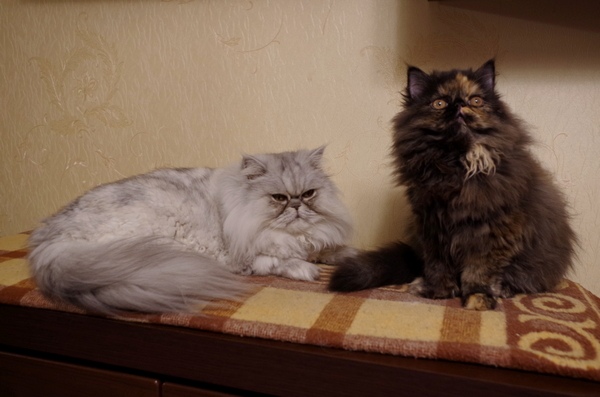 Кошки в нашей жизни. Кошки и все, что с ними связано.