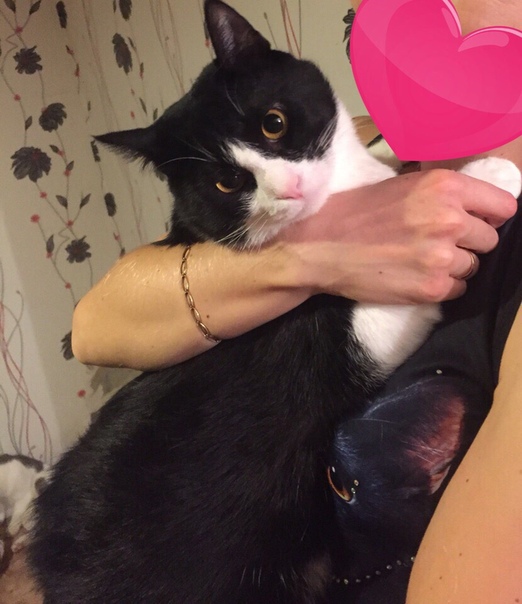 Вы давно мечтали о ласковом и мурчащем друге? Тогда вам -сюд