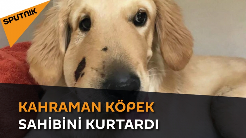 Kahraman köpek sahibini kurtardı