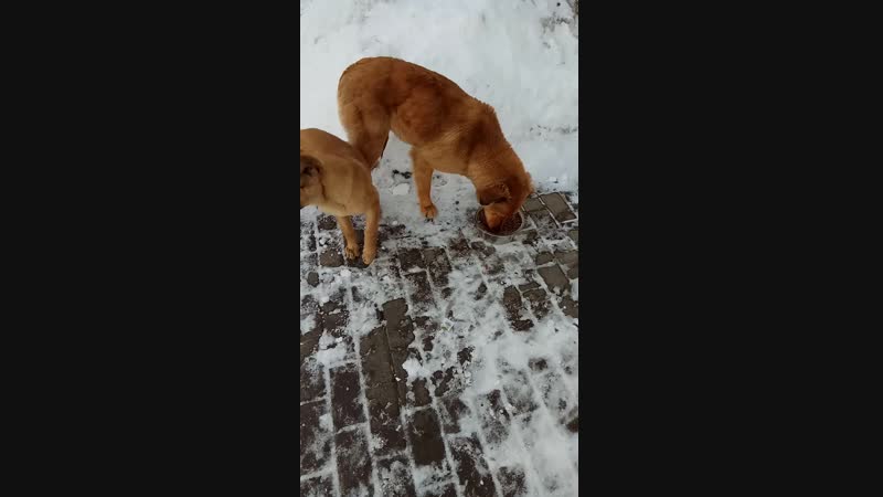 VID_20190223_151255.mp4