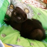 Виктор Богатырев | Лазаревская