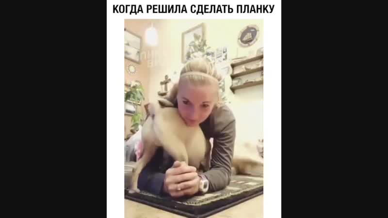 Ох уж эти любимые животные