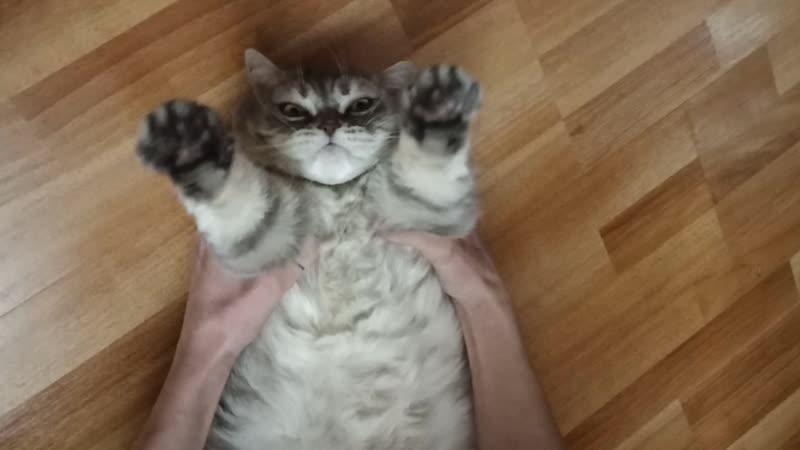 Жирок