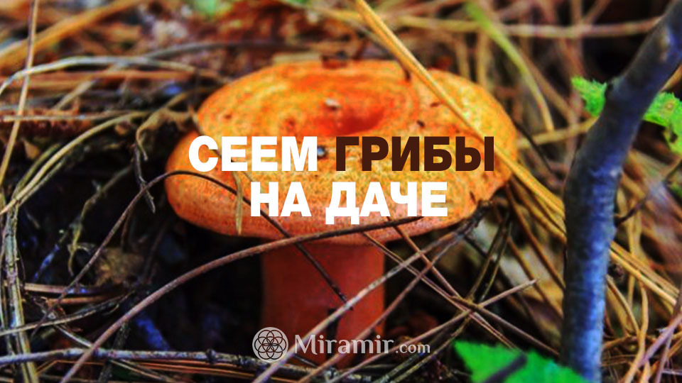 СЕЕМ