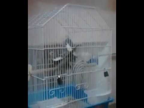 попугай корелла размножается