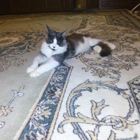 Елена Семикова | Углич