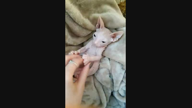 Типичный котенок