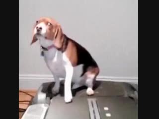 Vine Video