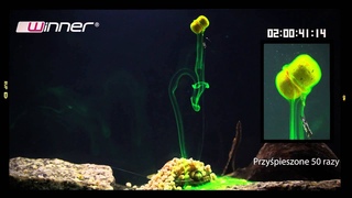 Winner Method&Feeder Diffusion Boilies / Chunks