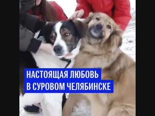 История любви дворняг из Челябинска