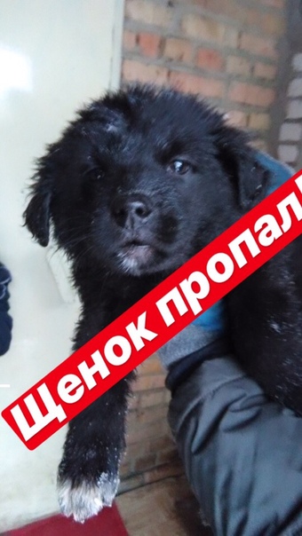 СИТУАЦИЯ СОС! СРОЧНО НУЖНА ПЕРЕДЕРЖКА ИЛИ ДОМ! 
Одна малышк