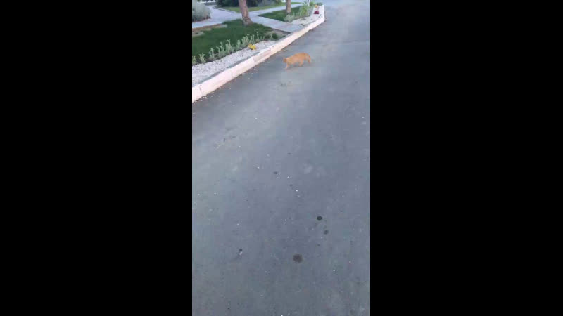 Дразним кошку 😹👌🏼