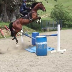 Horse Sports Club® on Instagram: “🔥🔥TOP POST OF 2018🔥🔥 coming at #3 by @e.macintyre.nz, the $100,000 jump 😂❤️😍. ——————————————————————————— Follow ...
