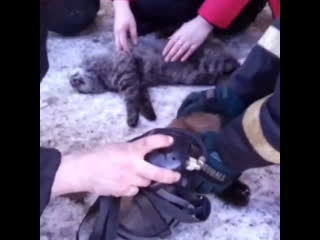 Пожарные спасли котов с того света
