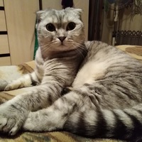 Роман Котков