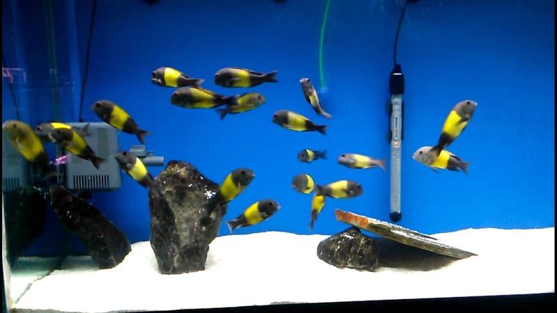 Tropheus Ikola Kaiser