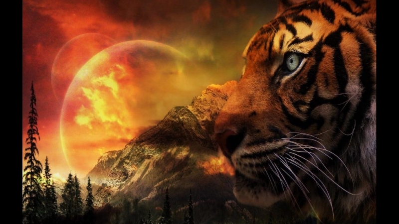 Shere.Khan - Tiger Tribute HD