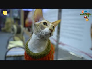 #ЛИМОН «БЕЗ КОТА ЖИЗНЬ НЕ ТА» X8🍋