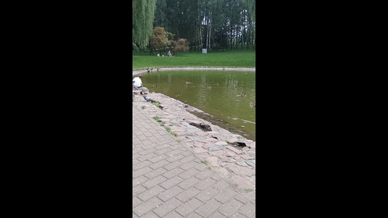 Utki_01