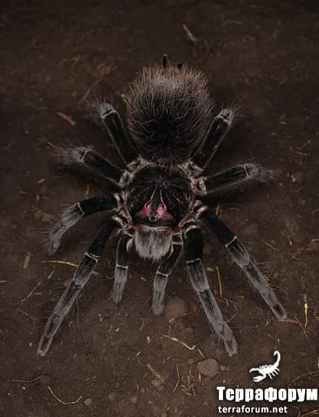Xenesthis sp Tenebris

