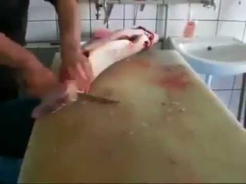 Sazan balığı nasıl temizlenir