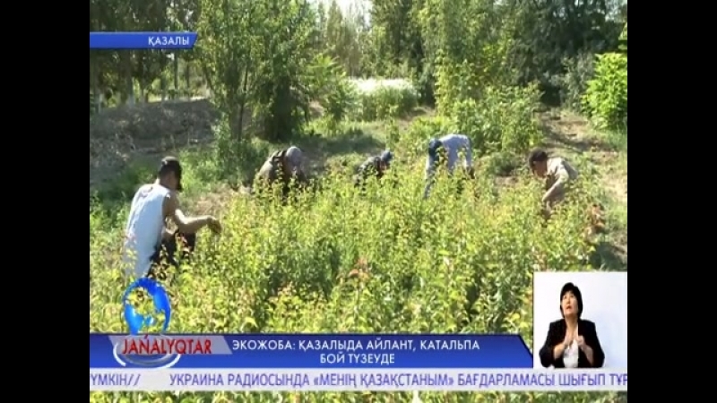 Қазалыда ерекше ағаштар егіліп жатыр